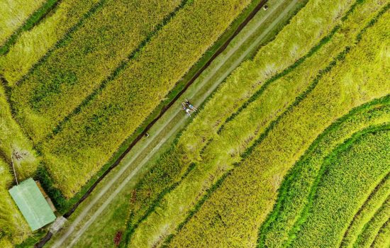 pexels-betchtyblades-2480621 pexels-betchtyblades-2480621